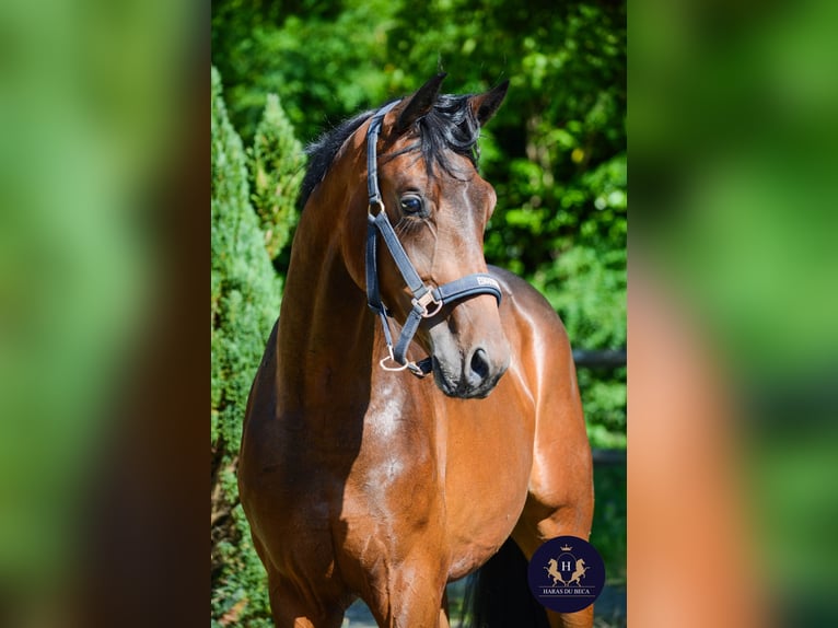 Oldenburg Gelding 2 years 15,3 hh Bay-Dark in Marigny