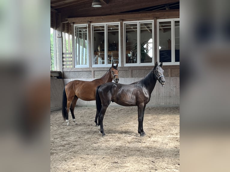 Oldenburg Gelding 2 years 15,3 hh Brown in Ibbenb&#xFC;ren
