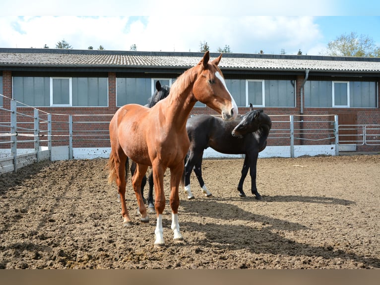 Oldenburg Gelding 2 years 15,3 hh Chestnut-Red in Lastrup