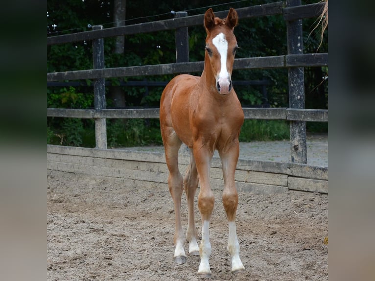 Oldenburg Gelding 2 years 15,3 hh Chestnut-Red in Lastrup