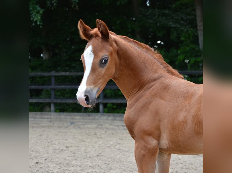 Oldenburg Gelding 2 years 15,3 hh Chestnut-Red in Lastrup