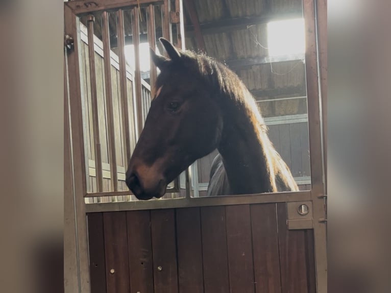 Oldenburg Gelding 2 years 16.1 hh Bay-Dark in Breklum