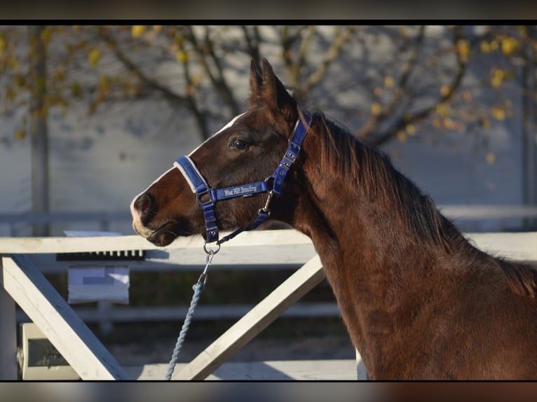 Oldenburg Gelding 2 years 16.1 hh Bay in Jordanów