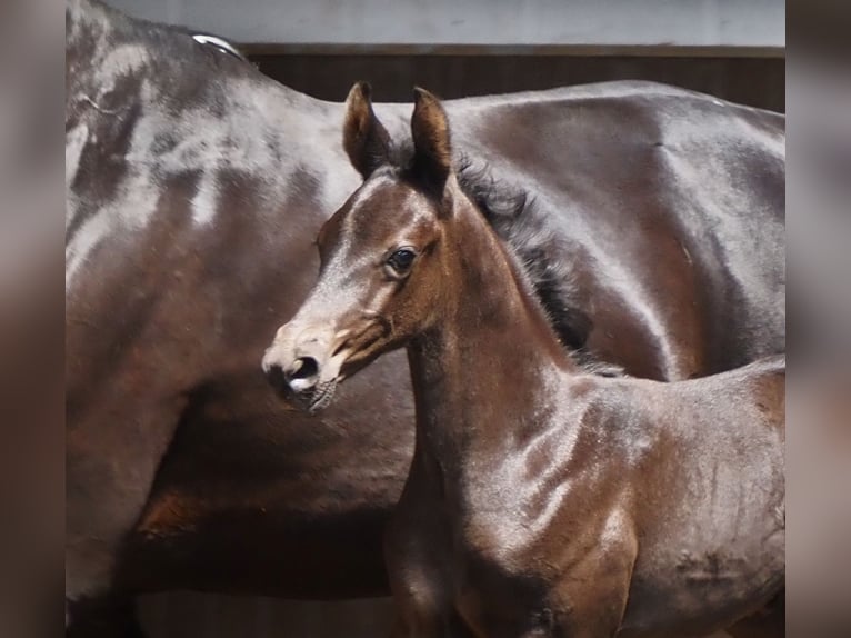 Oldenburg Gelding 2 years 16,1 hh Black in Bramsche