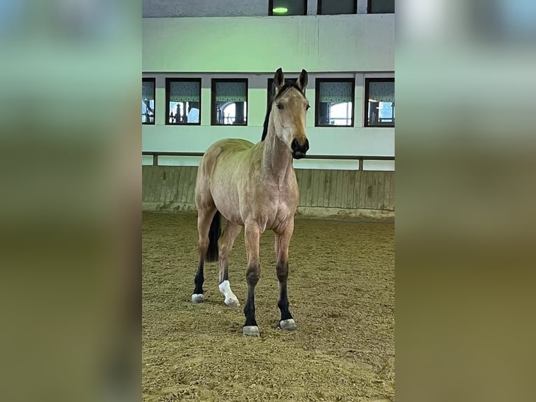 Oldenburg Gelding 2 years 16.1 hh Buckskin in Bad Füssing