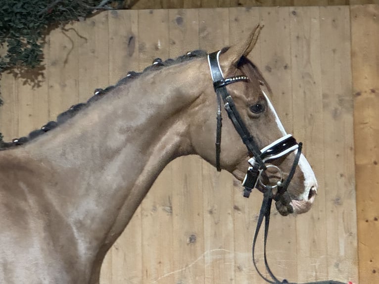 Oldenburg Gelding 2 years 16,1 hh Chestnut in Riedlingen