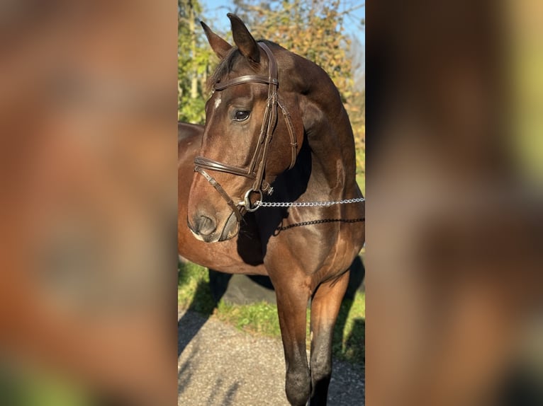 Oldenburg Gelding 2 years 16,2 hh Bay-Dark in Leiden