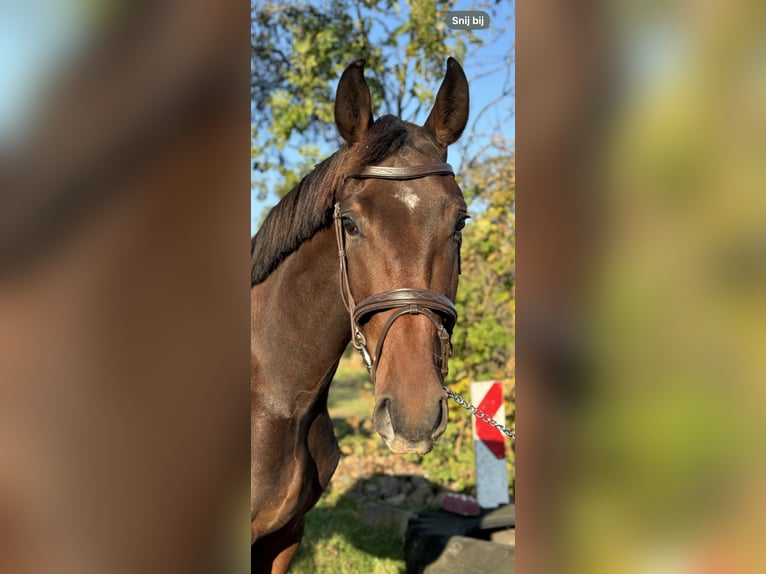 Oldenburg Gelding 2 years 16,2 hh Bay-Dark in Leiden