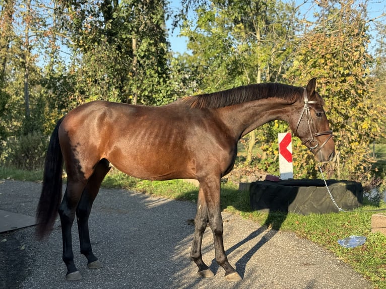 Oldenburg Gelding 2 years 16,2 hh Bay-Dark in Leiden