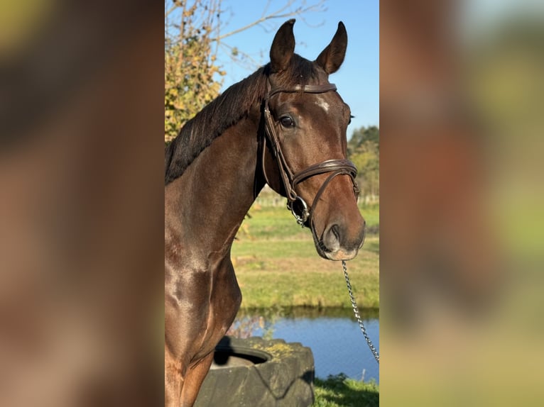 Oldenburg Gelding 2 years 16,2 hh Bay-Dark in Leiden