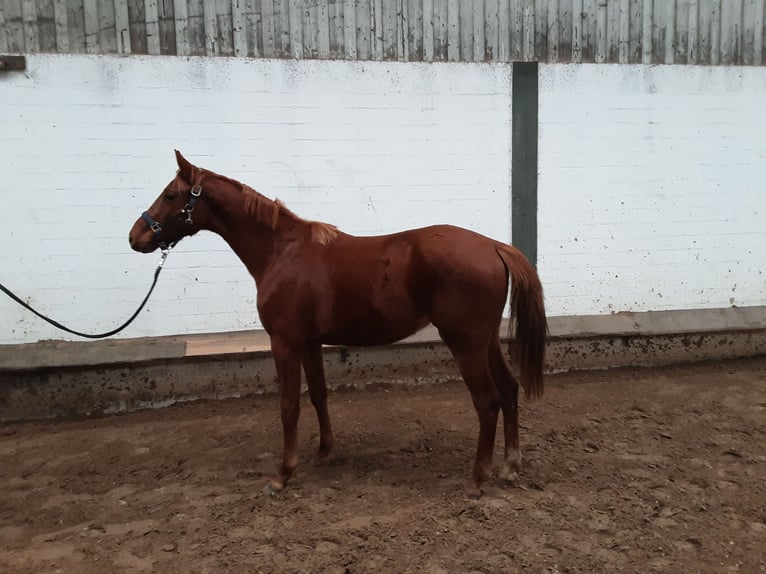 Oldenburg Gelding 2 years 16,2 hh Chestnut-Red in Bargstedt