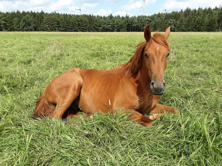 Oldenburg Gelding 2 years 16,2 hh Chestnut-Red in Bargstedt