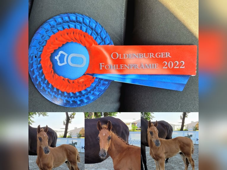 Oldenburg Gelding 2 years 16,2 hh Chestnut-Red in Bargstedt