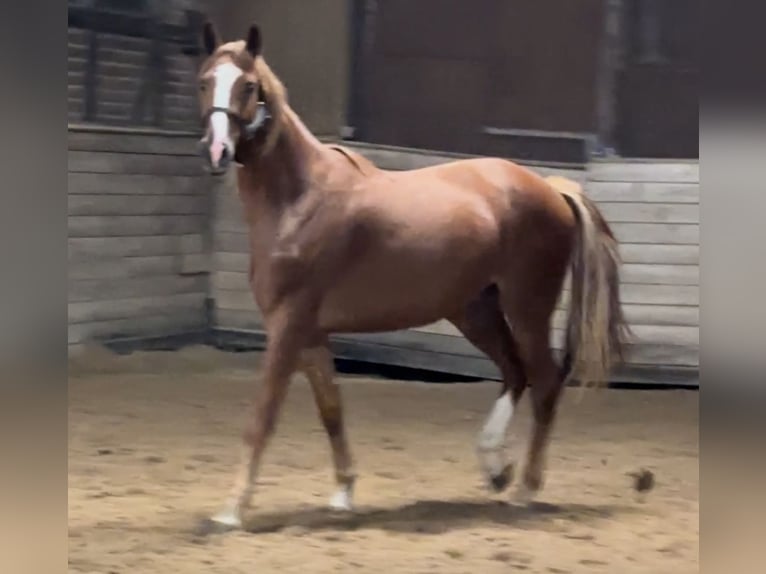 Oldenburg Gelding 2 years 16,2 hh Chestnut-Red in Heidesheim am Rhein