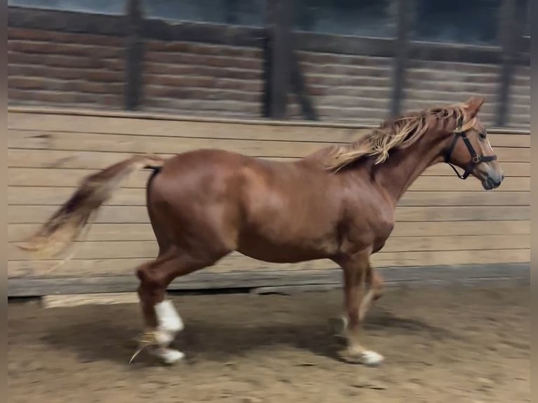 Oldenburg Gelding 2 years 16,2 hh Chestnut-Red in Heidesheim am Rhein