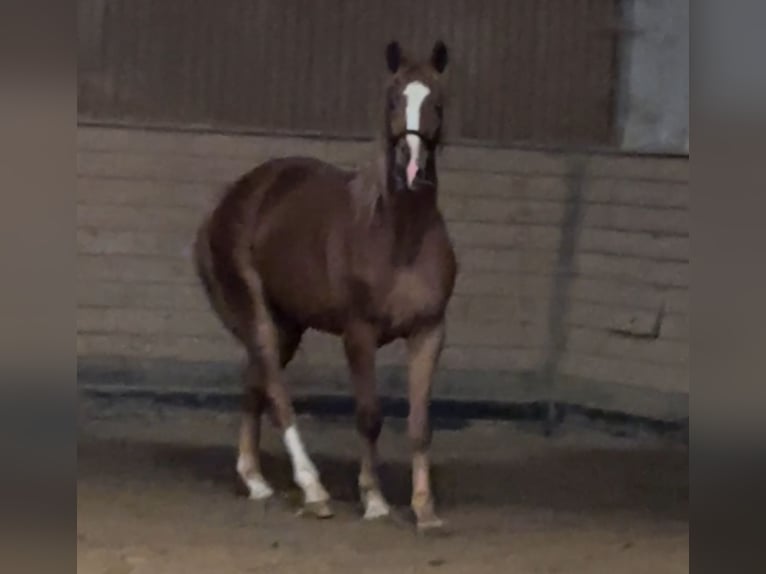 Oldenburg Gelding 2 years 16,2 hh Chestnut-Red in Heidesheim am Rhein