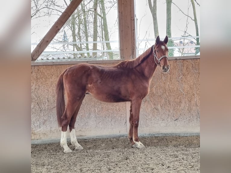 Oldenburg Gelding 2 years 16,2 hh Chestnut-Red in Neupotz