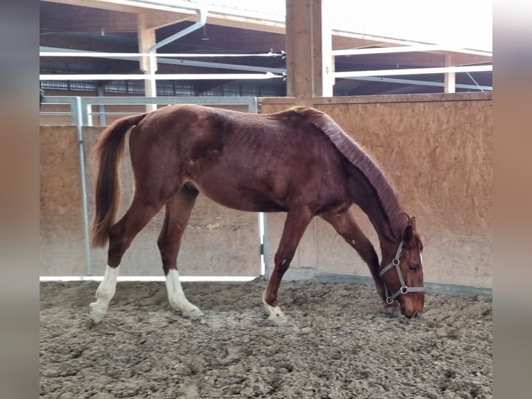 Oldenburg Gelding 2 years 16,2 hh Chestnut-Red in Neupotz