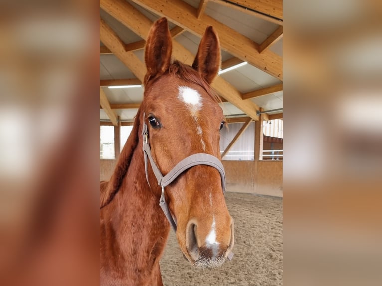 Oldenburg Gelding 2 years 16,2 hh Chestnut-Red in Neupotz