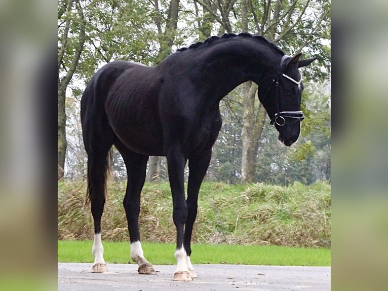 Oldenburg Gelding 2 years 16,3 hh Black in Berne