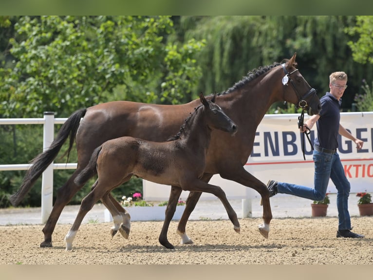 Oldenburg Gelding 2 years 16 hh Black in Alsfeld
