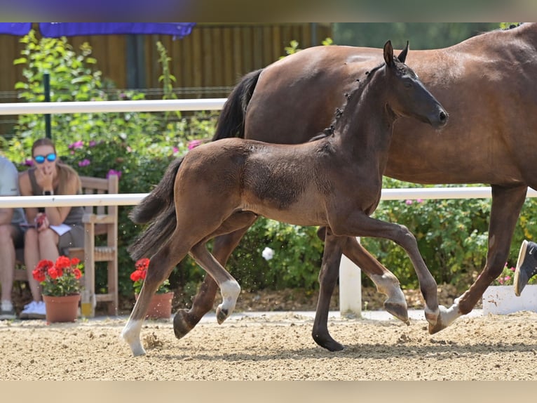 Oldenburg Gelding 2 years 16 hh Black in Alsfeld