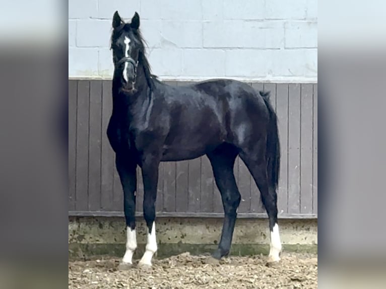 Oldenburg Gelding 2 years 16 hh Black in Bramsche