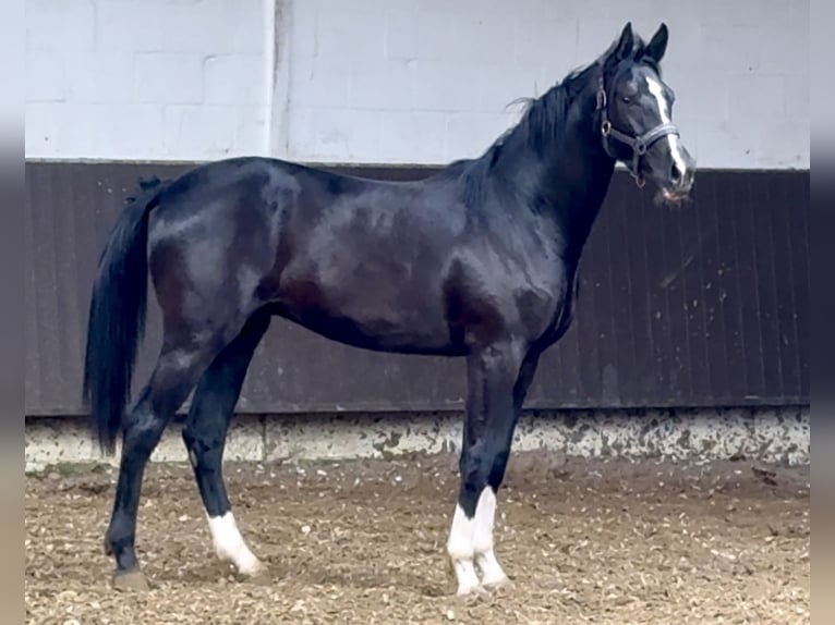 Oldenburg Gelding 2 years 16 hh Black in Bramsche