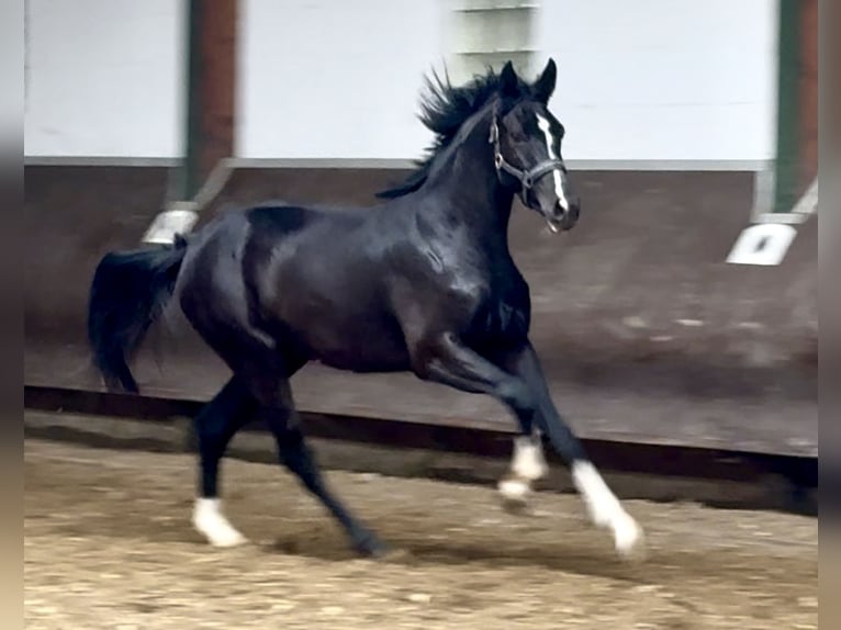 Oldenburg Gelding 2 years 16 hh Black in Bramsche