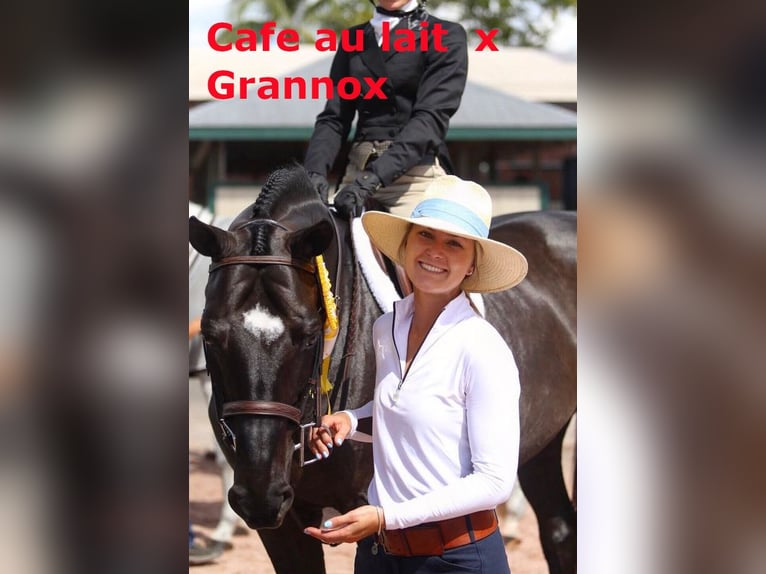 Oldenburg Gelding 2 years 16 hh Black in Bramsche