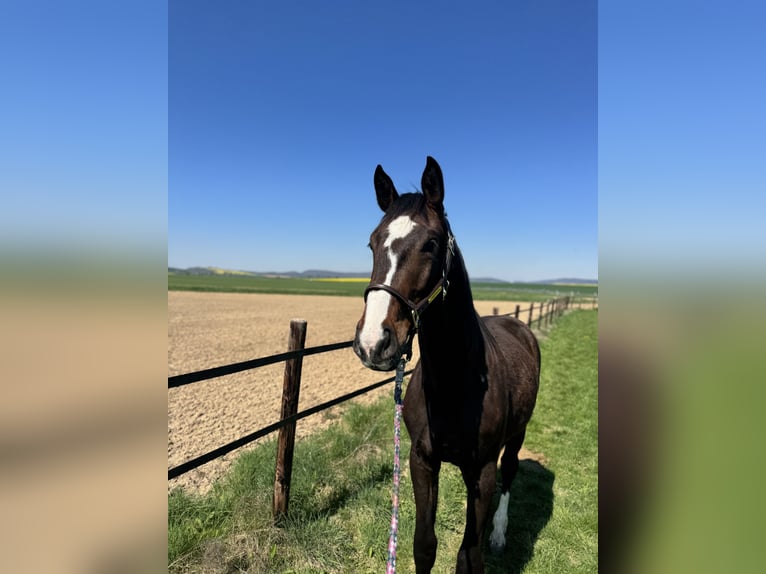 Oldenburg Gelding 2 years 16 hh Brown in Holzminden