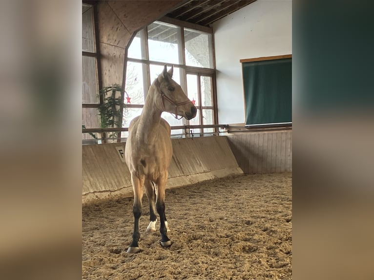 Oldenburg Gelding 2 years 16 hh Buckskin in Bad Füssing