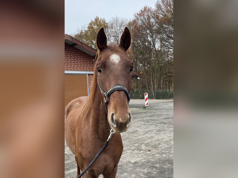 Oldenburg Gelding 2 years 16 hh Chestnut-Red in Verl