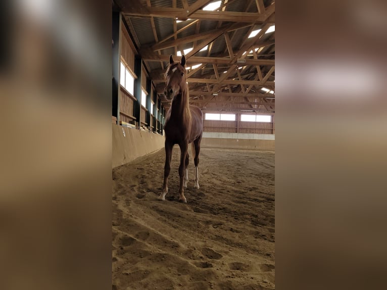 Oldenburg Gelding 2 years 16 hh Chestnut-Red in Groß Siegharts