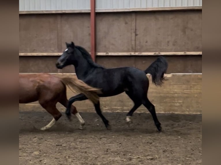 Oldenburg Gelding 2 years 16,1 hh Bay-Dark in Breklum