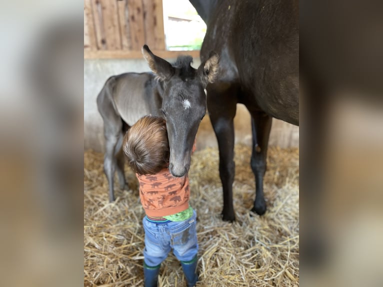 Oldenburg Gelding 2 years 16,1 hh Black in Drochtersen