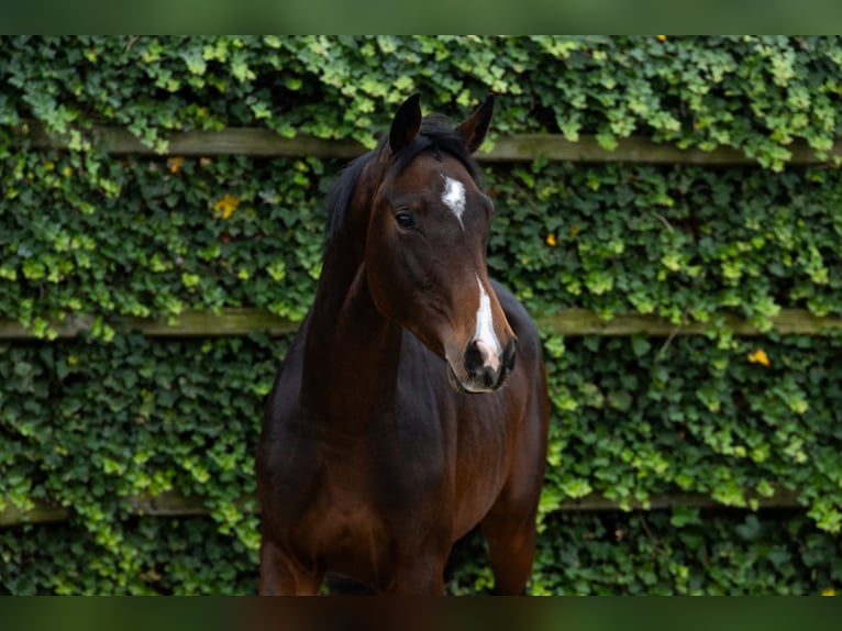 Oldenburg Gelding 2 years 16,1 hh Brown in Waddinxveen