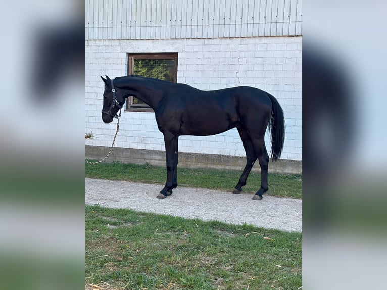 Oldenburg Gelding 2 years 16,1 hh Smoky-Black in K&#xF6;lln Reisiek