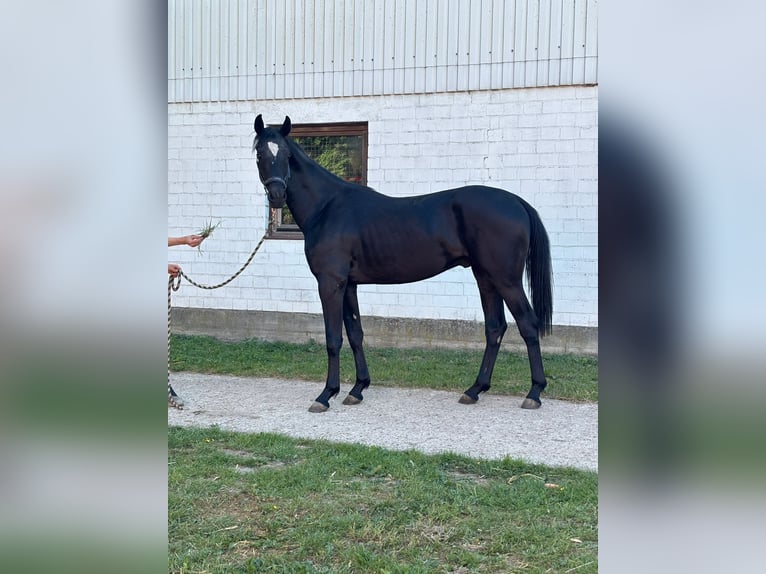 Oldenburg Gelding 2 years 16,1 hh Smoky-Black in K&#xF6;lln Reisiek