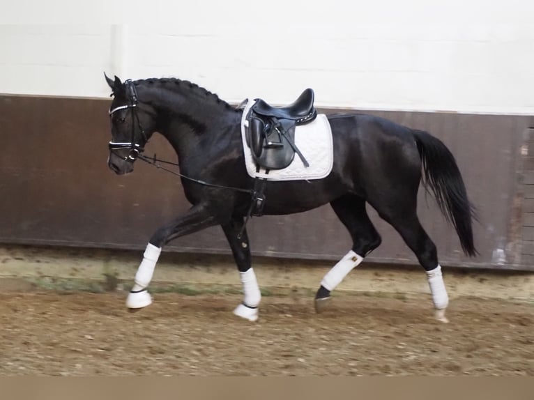 Oldenburg Gelding 2 years 16,2 hh Black in Bramsche