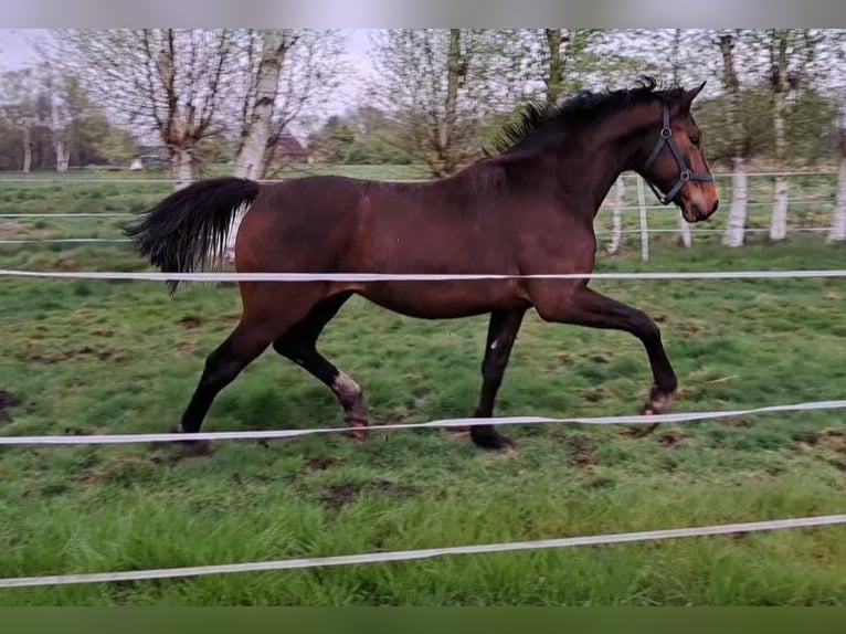 Oldenburg Gelding 2 years 16,2 hh Brown in Südbrookmerland