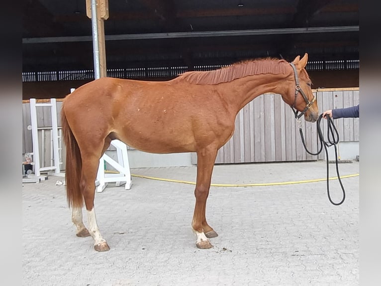 Oldenburg Gelding 2 years 16,2 hh Chestnut-Red in Neupotz