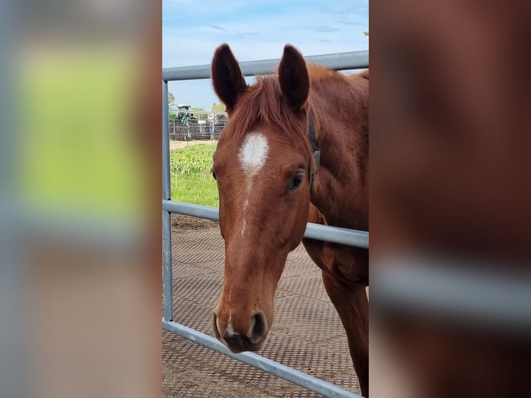 Oldenburg Gelding 2 years 16,2 hh Chestnut-Red in Neupotz