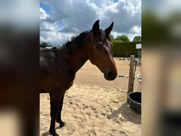 Oldenburg Gelding 2 years 16,3 hh Bay-Dark in Gro&#xDF;efehn Bagband