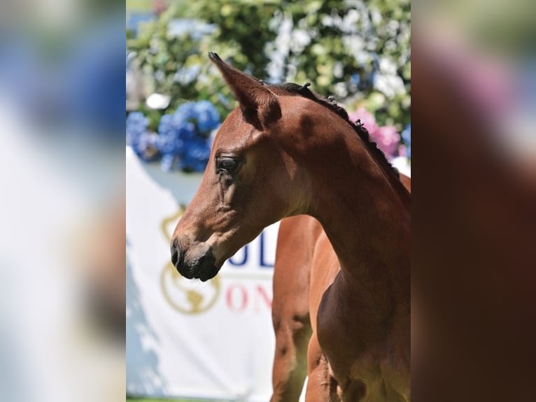 Oldenburg Gelding 2 years 16,3 hh Bay-Dark in Gro&#xDF;efehn Bagband