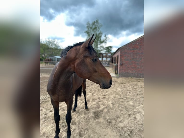 Oldenburg Gelding 2 years 16,3 hh Bay-Dark in Gro&#xDF;efehn Bagband