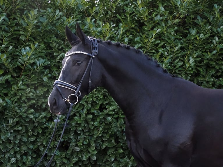 Oldenburg Gelding 2 years 16,3 hh Black in Bramsche