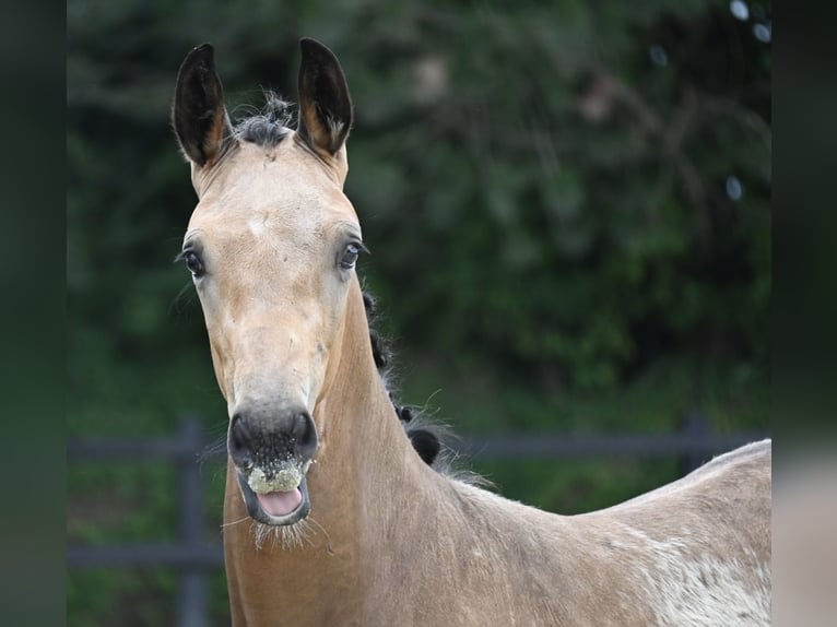 Oldenburg Gelding 2 years 16,3 hh Buckskin in Bad F&#xFC;ssing