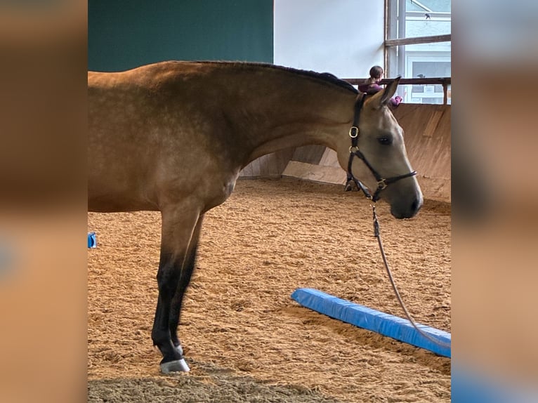 Oldenburg Gelding 2 years 16,3 hh Buckskin in Bad F&#xFC;ssing