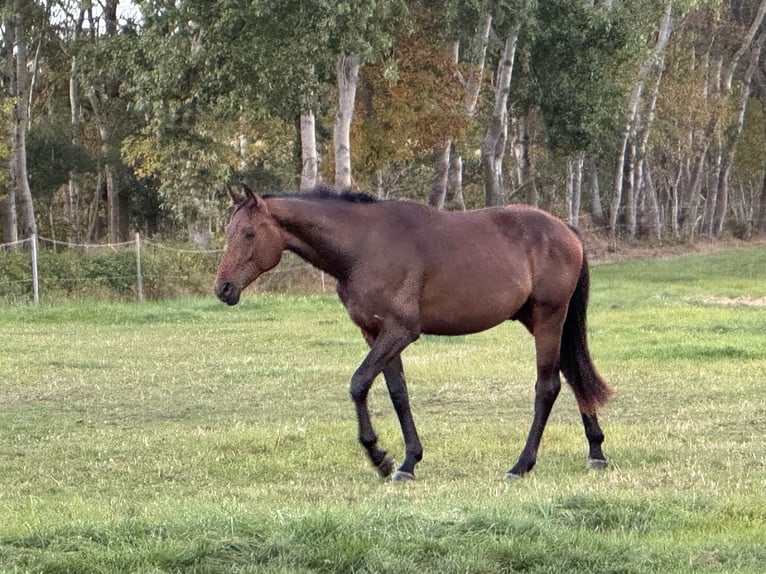 Oldenburg Gelding 2 years 17 hh Bay-Dark in Gro&#xDF;efehn Bagband